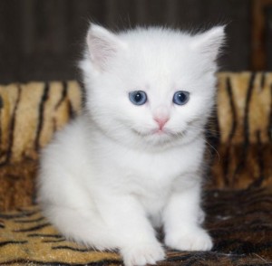 Белые британцы: фото британских белых котов, кошек, котят  